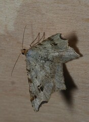 Macaria alternata