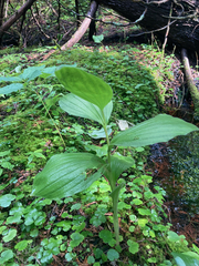 Cypripedium reginae