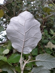 Brachyglottis repanda