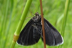 Odezia atrata