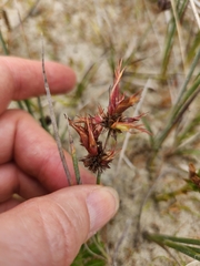 Juncus falcatus