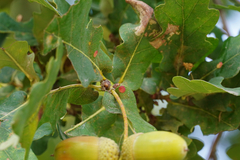 Neuroterus quercusbaccarum