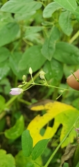 Desmodium