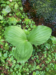 Cypripedium reginae