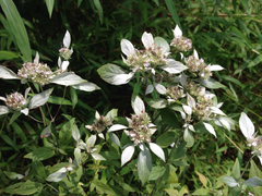 Pycnanthemum incanum