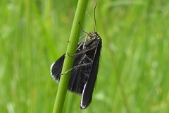 Odezia atrata