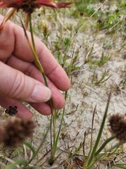 Juncus falcatus