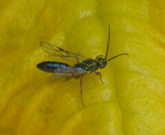 Hymenoptera