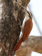 Lepidocolaptes angustirostris