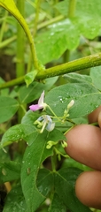 Desmodium