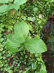 Cypripedium reginae