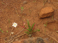 Lewisia oppositifolia