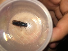 Hermetia illucens