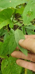 Desmodium