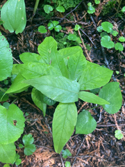 Lysimachia borealis