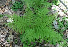 Athyrium angustum