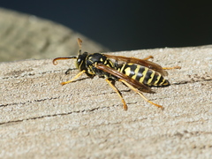 Polistes associus