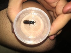 Hermetia illucens