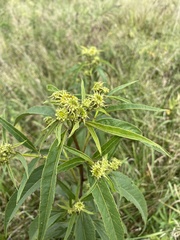 Helianthus maximiliani
