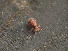Dicyrtomidae