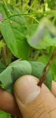 Desmodium