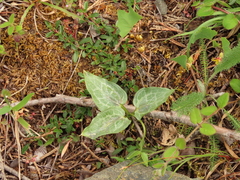 Pseudotrillium rivale