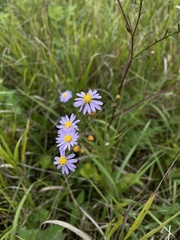 Symphyotrichum oolentangiense
