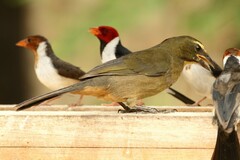 Saltator coerulescens