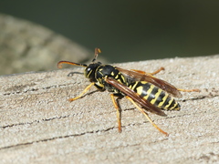 Polistes associus