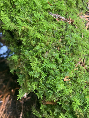 Thuidium