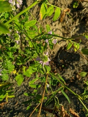 Galega officinalis
