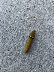 Papilio multicaudata