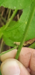 Desmodium