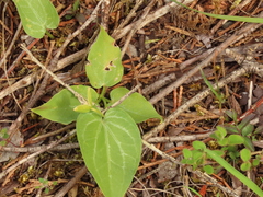 Pseudotrillium rivale