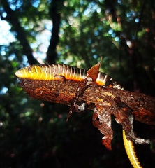 Diploglossus lessonae