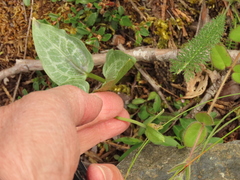 Pseudotrillium rivale