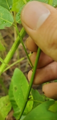 Desmodium