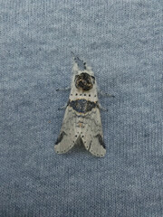 Furcula scolopendrina