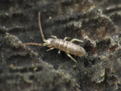 Entomobryomorpha