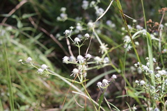 Eryngium integrifolium