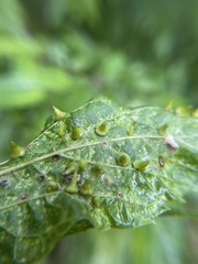 Celticecis spiniformis