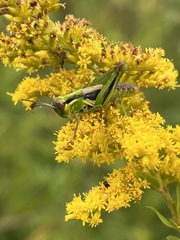 Melanoplus bivittatus