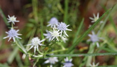 Eryngium integrifolium