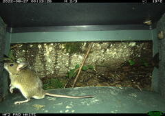 Apodemus sylvaticus