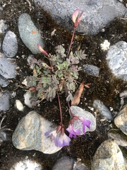 Astragalus nutzotinensis
