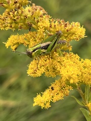Melanoplus bivittatus