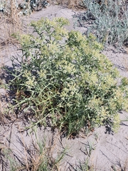 Echinophora spinosa