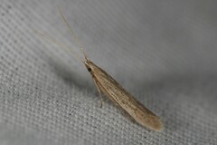 Coleophora quadruplex