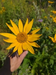 Heliopsis helianthoides