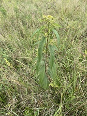 Helianthus maximiliani